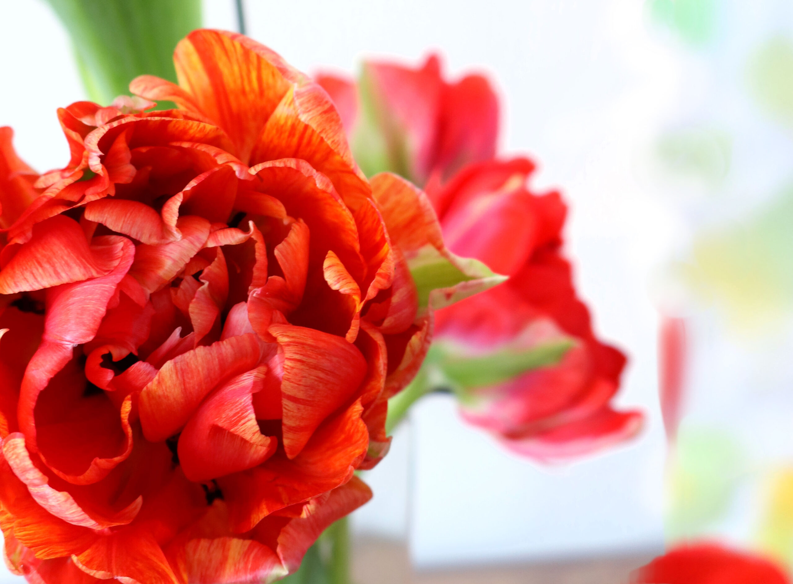 mein Blumenplädoyer für die eigenwilligen,  französischen Tulpen