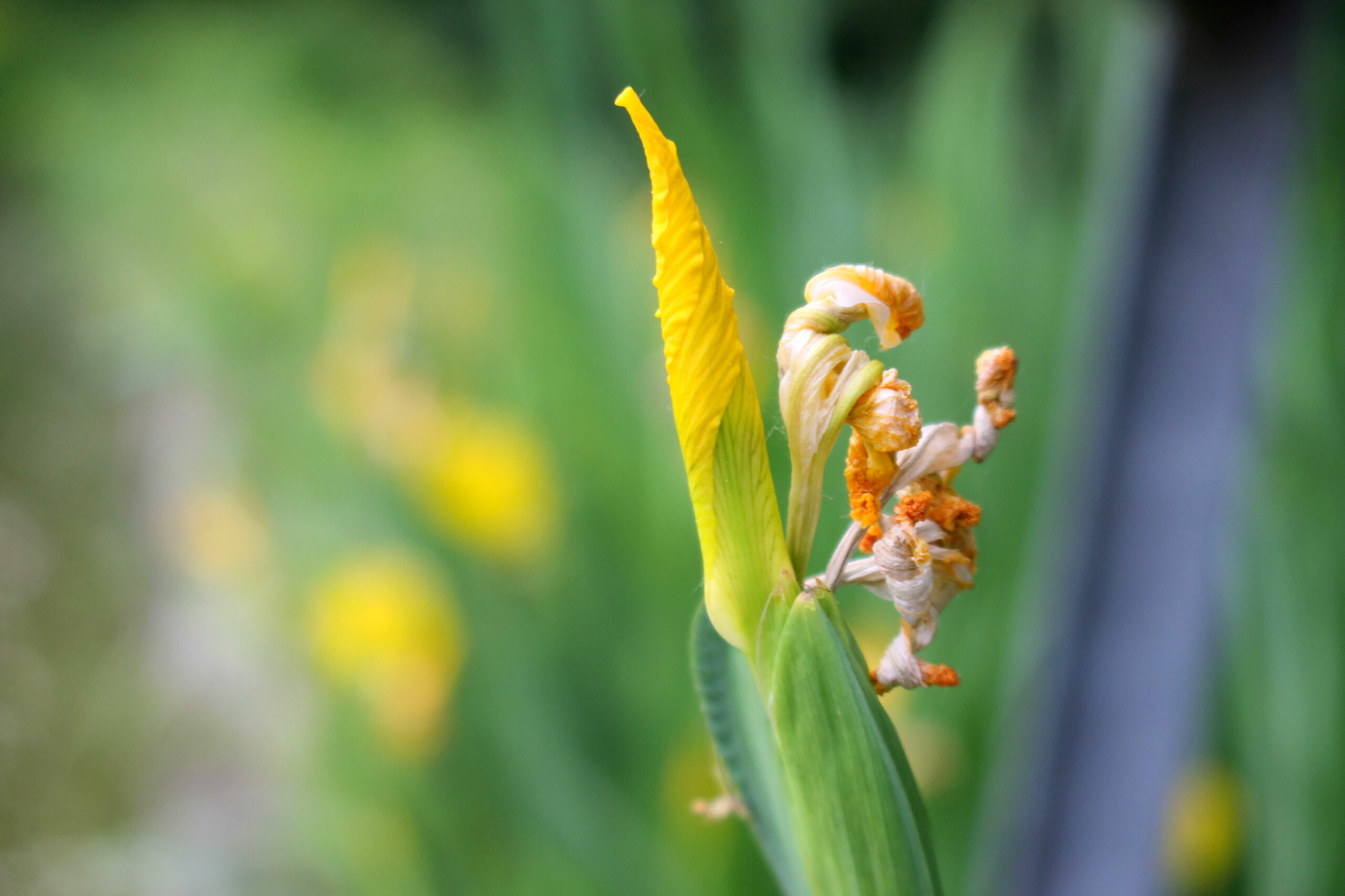 Fotostreifzug: Sumpfstaude, Wasserlilie, gelbe Schwertlilie